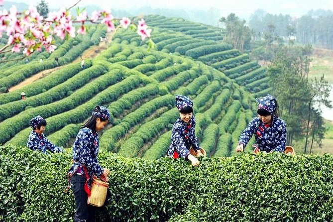 Half-Day Hangzhou Private Tour with Green Tea Village and Lingyin Temple - Why this short Hangzhou tour works
