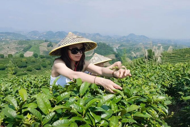 Half-day Tour: Largest Tea Plantation & Amazing Xianggong Hill - Who will enjoy this tour most