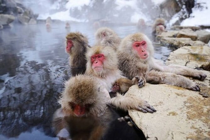 Half-Day Zenkoji Tour with Tea Experience - Who should book this experience