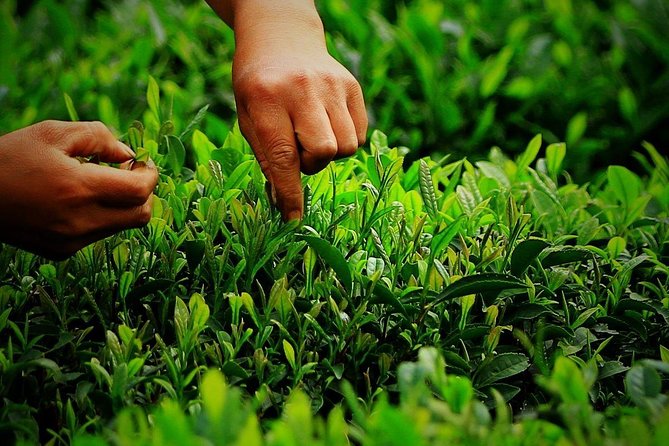 Hangzhou West Lake and Tea Plantation Half Day Tour - Should you book this West Lake and tea tour?
