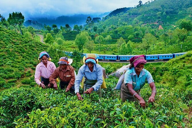 Haputale Tea Estate Walking Tour From Ella - Walking the Dambethenna Tea Trail