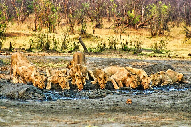 High Tea in the Savannah, Catering by Victoria Falls Hotel - Who will enjoy this outing most?