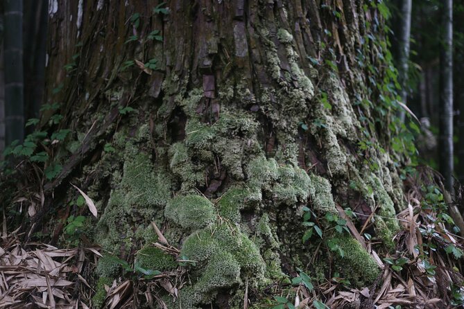 Home Experience: Tea Ceremony & Moss Garden Walk(Day trip) - Choosing between the river and the forest