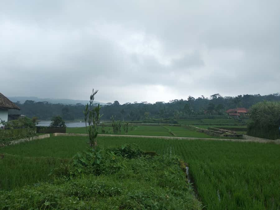 Jakarta :Volcano, HotSpring, Tea Factory, RiceField, &Coffee - Why this Jakarta day trip works