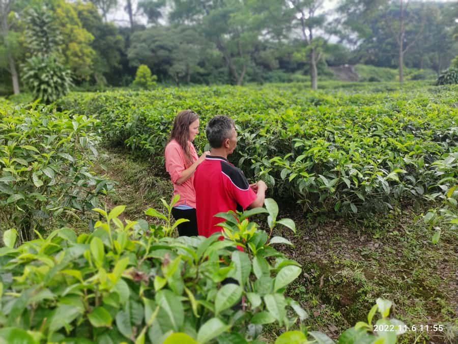 Jakarta :Volcano, HotSpring, Tea Factory, RiceField, &Coffee - Walking beside Tangkuban Perahu volcano