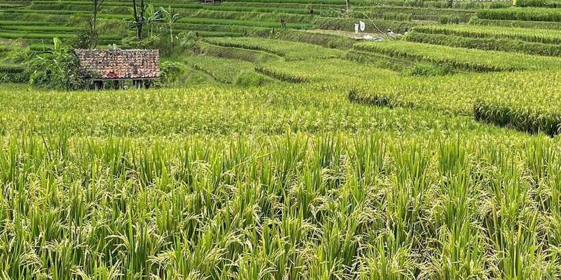 Jakarta: Volcano, Tea/Rice Fields, Hot Spring, Local Food - Lunch in Lembang gives the day a needed pause