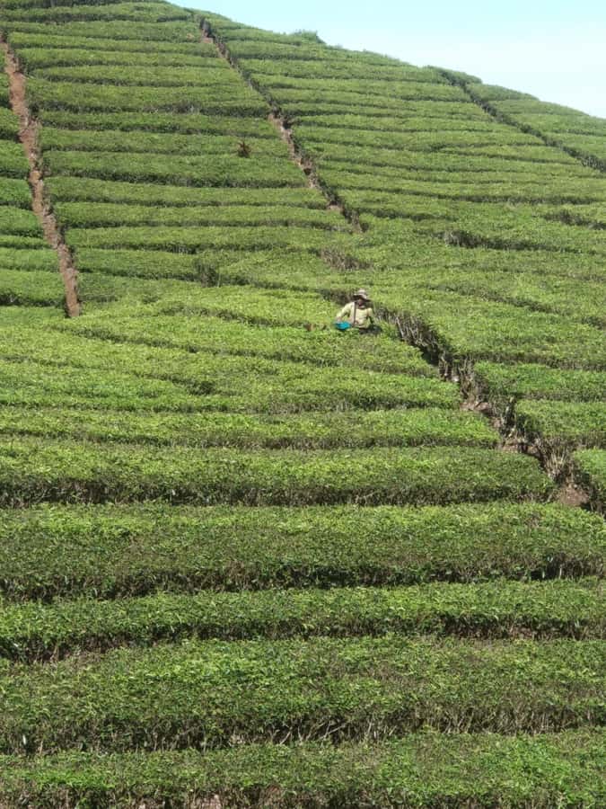 Jakarta: Waterfalls, Volcano, White Crater, Tea, Hot Spring - Who should book this Java day trip?