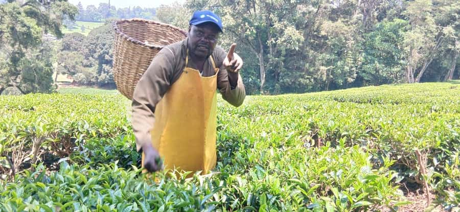 Kaimbethu tea farm tour and lunch package - Indigenous forest, colobus monkeys, and birdlife