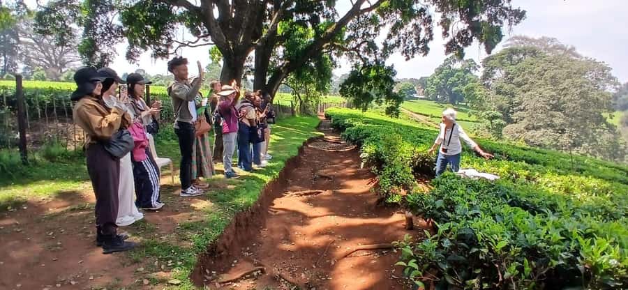 Kaimbethu tea farm tour and lunch package - Who should book this experience