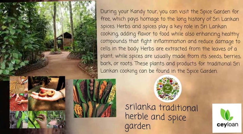 Kandy: City Tour with Temple of the Tooth & Tea Garden - Why the guide makes a difference