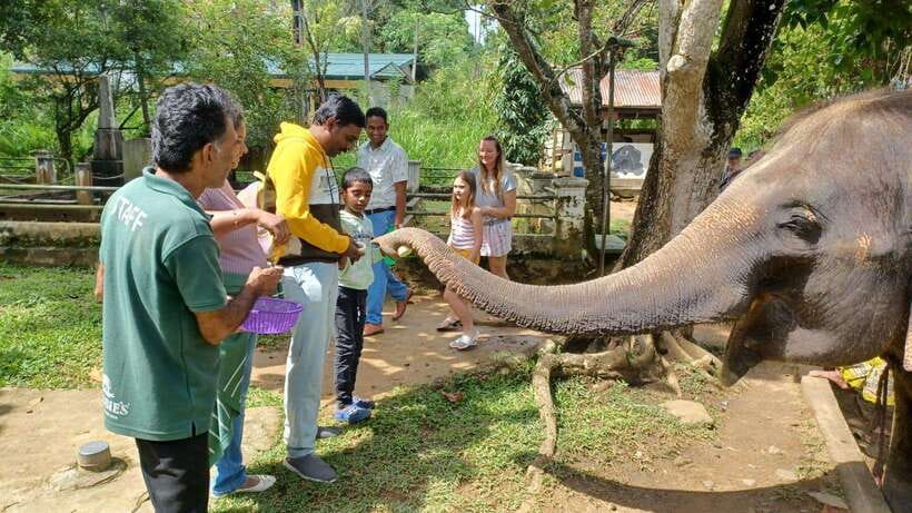 Kandy & Pinnawala & Tea Factory Full Day Tour From Negombo - Pinnawala and the Millennium Elephant Foundation