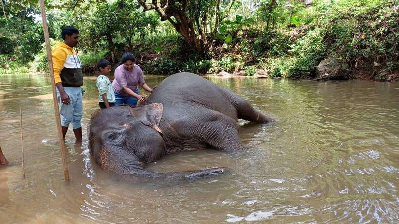 Kandy & Pinnawala & Tea Factory Full Day Tour From Negombo - Tea factory and estate: the day’s best working stop