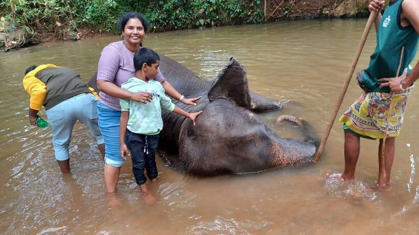 Kandy & Pinnawala & Tea Factory Full Day Tour From Negombo - Royal Botanical Garden in Peradeniya