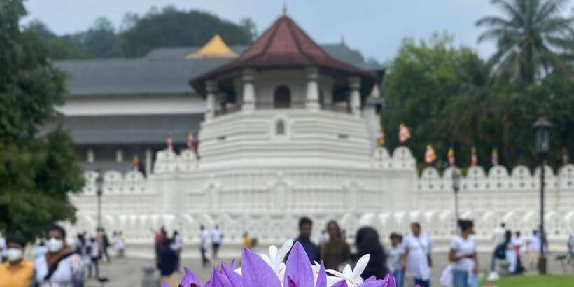 Kandy privet day tour with pinnawala and Tea plantation - Spice and herbal garden: a short sensory stop