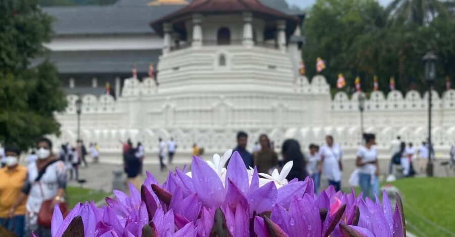 Kandy privet day tour with pinnawala and Tea plantation - Kandy Lake, dancing, food, and the flexible route