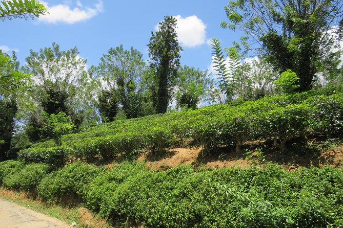 Kandy to Nuwara Eliya Day Trip – Little England & Tea Country - From Kandy streets to tea-country roads