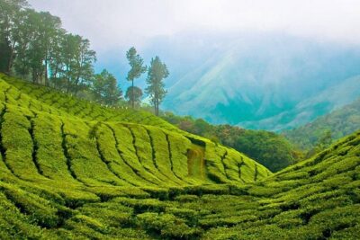 Kandy to Nuwara Eliya Day Trip – Little England & Tea Country