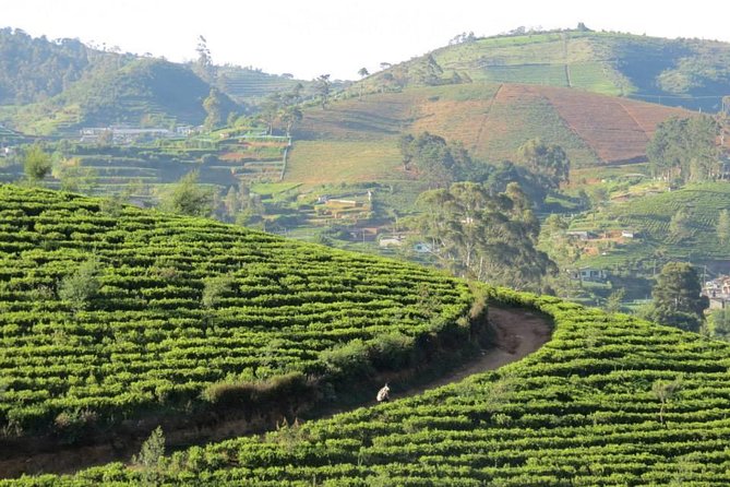 Kandy to Nuwara Eliya Day Trip – Little England & Tea Country - What the $30 price really includes