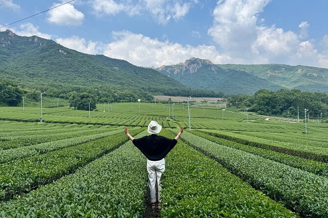 Korean Green Tea Tour - from Boseong to Gangjin (Private) - Key points at a glance
