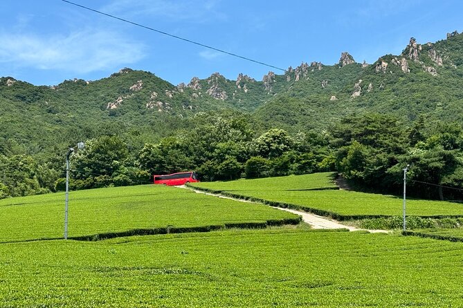 Korean Green Tea Tour - from Boseong to Gangjin (Private) - Why this Boseong and Gangjin route is worth your day