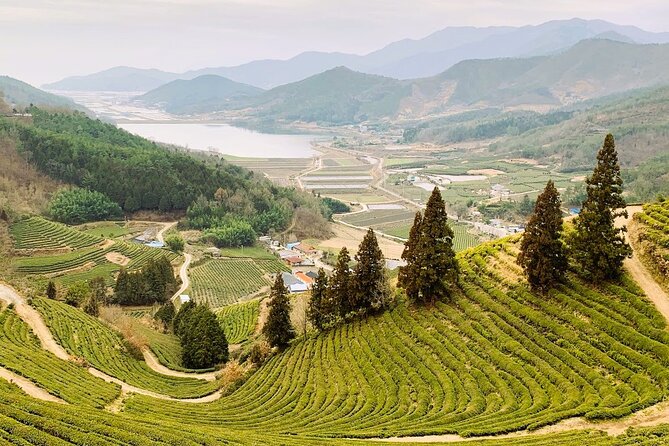 Korean Green Tea Tour - from Boseong to Gangjin (Private) - Lunch in Boseong-eup, with the bill kept separate