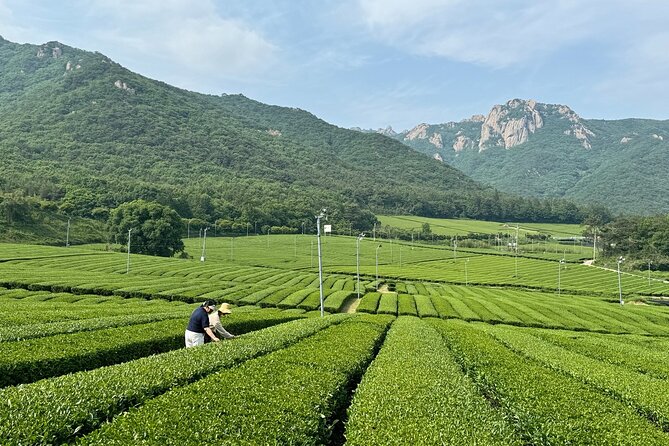 Korean Green Tea Tour - from Boseong to Gangjin (Private) - Gangjin Dawon and a quieter tea region