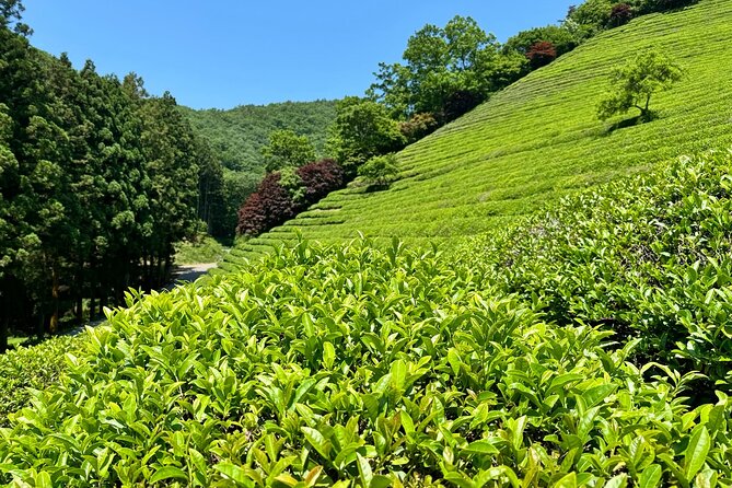 Korean Green Tea Tour - from Boseong to Gangjin (Private) - Baegun Tea House and the story of Korea’s first tea brand