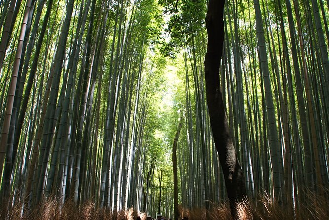 Kyoto: Arashiyama Bamboo Forest, Monkeys, Matcha & Temple Tour - Monkey Park Iwatayama is the grand finale