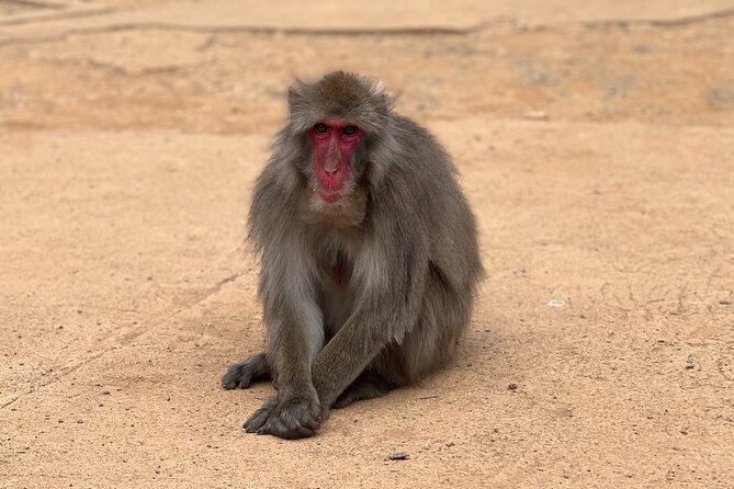 Kyoto: Arashiyama Bamboo Forest, Monkeys, Matcha & Temple Tour - The guides make or break the four-hour pace