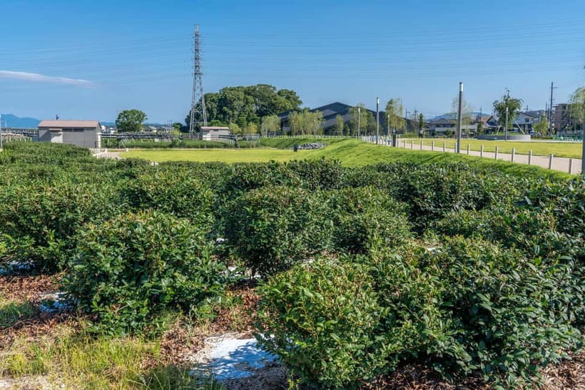 Kyoto: Tea Museum Tickets and Matcha Grinding Experience - Tea Fields, Gardens, and the Feeling of Place