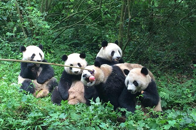 Leshan Buddha + Panda Base or Old Tea House Private Day Tour - Is $99 a fair price?