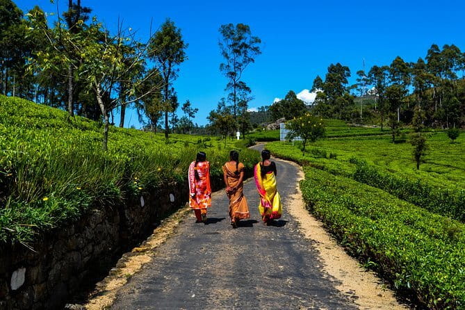 Lipton's Seat and Tea Factory,Trail Amidst Tea Plantation Day Tour - The tuk-tuk ride from Ella
