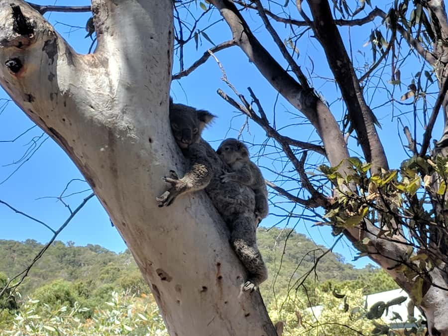 Magnetic Island: Guided Bus Tour with Morning Tea - Horseshoe Bay gives you the longest break