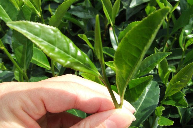 Matcha Green Tea Plantation and Matcha Factory Visit - Key points at a glance