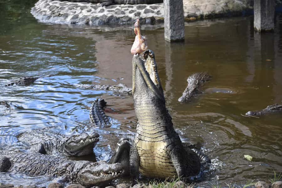 Mauritius: Crocodile Park and Tea Factory Tour with Tasting - Key points at a glance