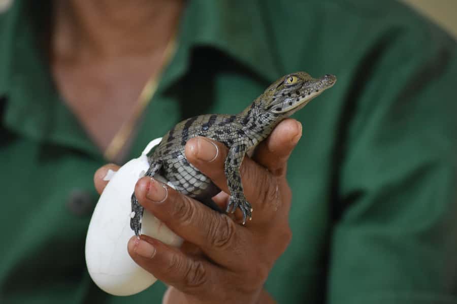 Mauritius: Crocodile Park and Tea Factory Tour with Tasting - La Vanille Nature Park and its older name