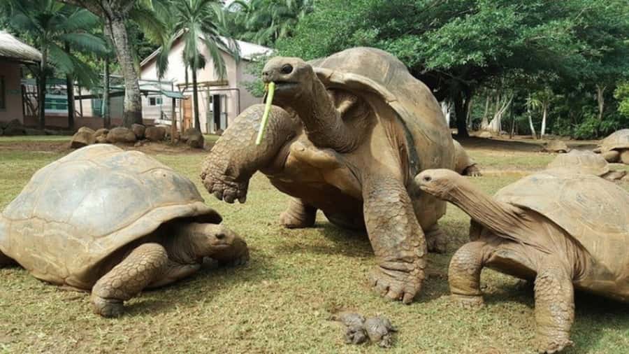Mauritius: Crocodile Park and Tea Factory Tour with Tasting - Is $180 per person fair?