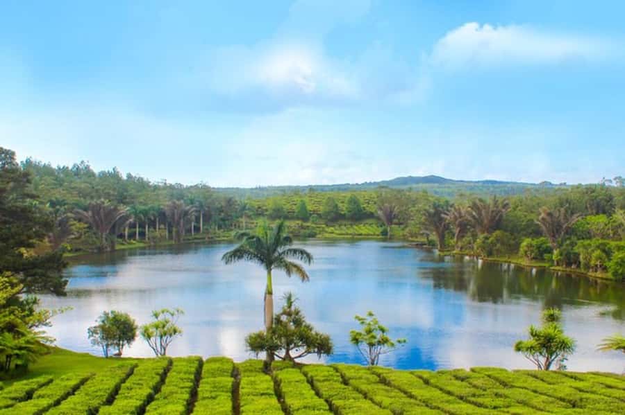 Mauritius: Crocodile Park and Tea Factory Tour with Tasting - Walking through the Bois Chéri tea factory