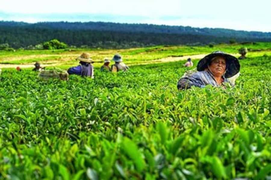 Mauritius: Tea and Sugar Plantation Guided Tour with Lunch - Key points to know before booking