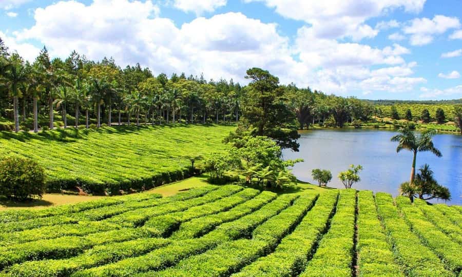 Mauritius: Tea and Sugar Plantation Guided Tour with Lunch - Bois Chéri explains how tea reaches your cup