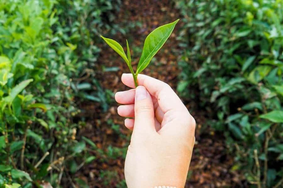 Mauritius: Tea and Sugar Plantation Guided Tour with Lunch - Saint-Aubin brings sugar, rum, vanilla, and lunch together