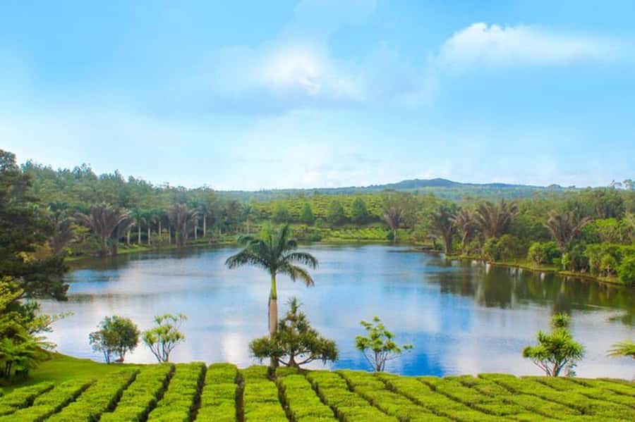 Mauritius: Tea and Sugar Plantation Guided Tour with Lunch - FAQ