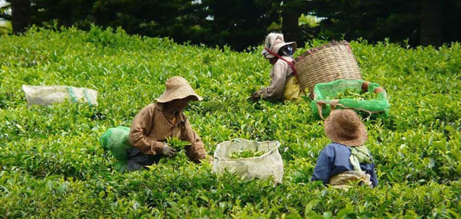 Mauritius: Tea and Sugar Plantation Guided Tour with Lunch - Aubineaux connects a colonial house to the tea trade