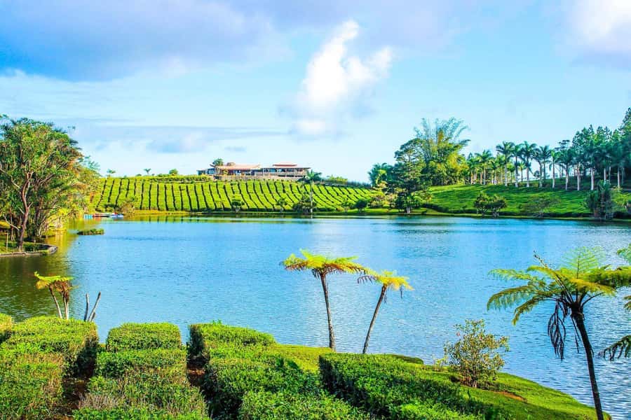 Mauritius: Tea, Rum and Vanilla Route with Lunch and Pickup - Saint Aubin, where sugar, vanilla, and rum meet