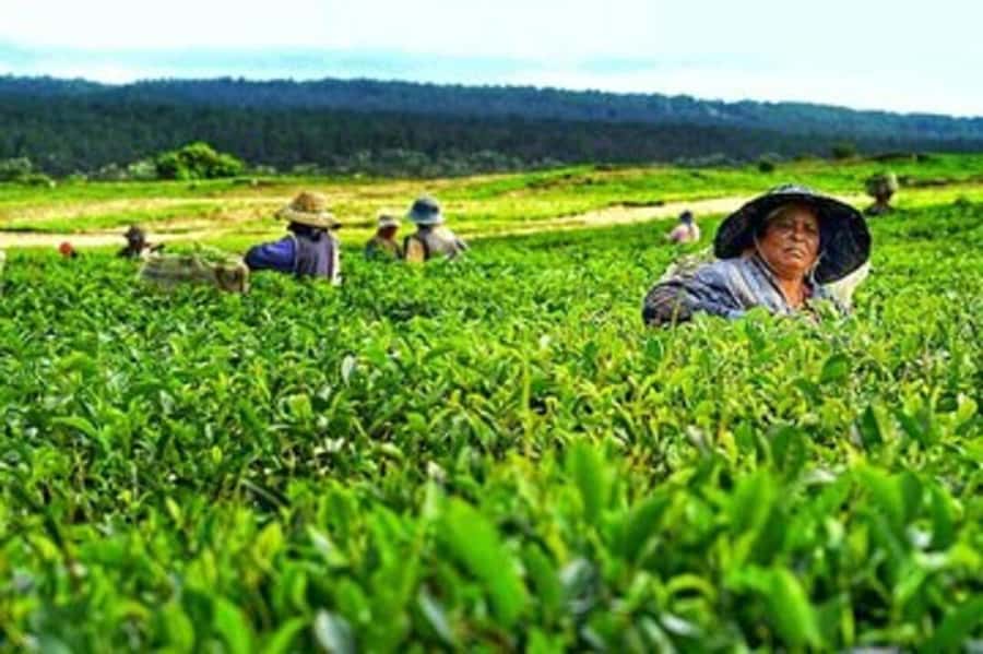 Mauritius: Tea, Rum and Vanilla Route with Lunch and Pickup - Who should choose the Tea, Rum and Vanilla Route?
