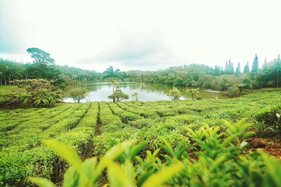 Mauritius: Tea, Rum and Vanilla Route with Lunch and Pickup - Le Domaine des Aubineaux and its 1872 colonial house