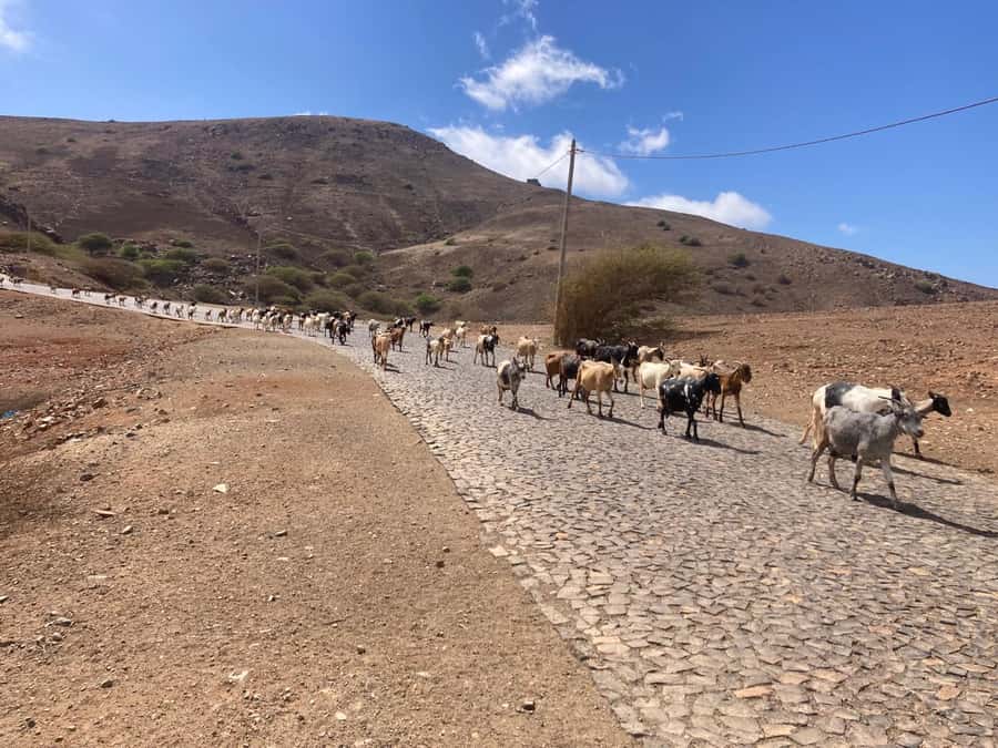 Monte Verde by Car & Tea House – São Vicente’s Highest Point - Tea, coffee, and the Tea House