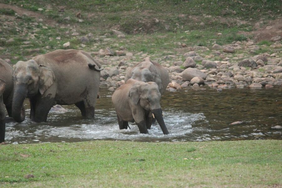 Munnar: Tea Garden and Elephant Safari Trip by 4x4 - Tribal village and forest-side local life
