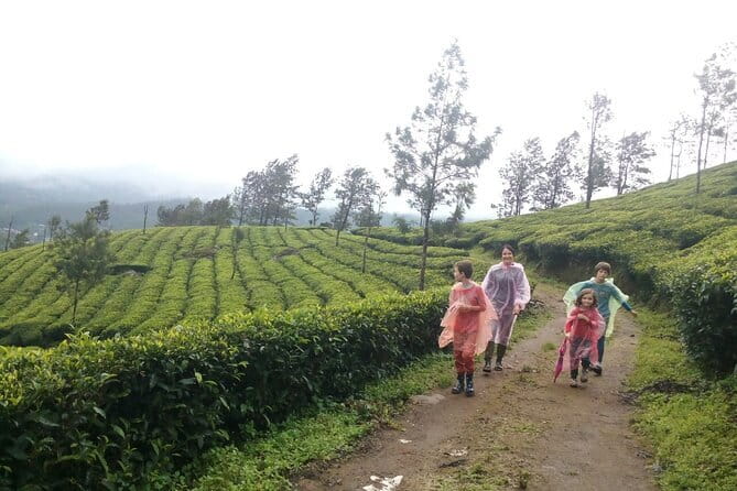 Munnar Tea Plantation Evening walking with Sunset View - Chokramudi Peak and the high-country views