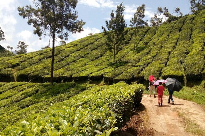 Munnar Tea Plantation Evening walking with Sunset View - The climb to the sunset point near 1,850 metres